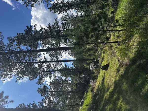 Pageant Hill DGC: Pageant Hill DGC, photo by Jeri-Ann Brownbridge