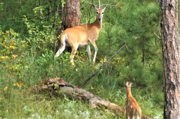 Chadron State Park: Hole 5 · Short approach · Aug 2019, photo by Vern Lepine